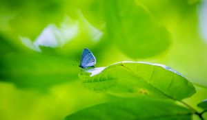 Preview wallpaper butterfly, insect, plant, leaf, macro