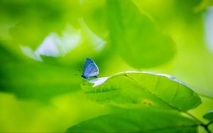 Preview wallpaper butterfly, insect, plant, leaf, macro