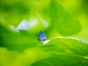 Preview wallpaper butterfly, insect, plant, leaf, macro