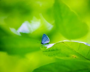 Preview wallpaper butterfly, insect, plant, leaf, macro