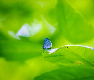 Preview wallpaper butterfly, insect, plant, leaf, macro