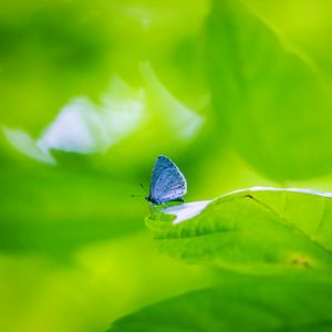 Preview wallpaper butterfly, insect, plant, leaf, macro