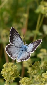 Preview wallpaper butterfly, insect, plant, stems, macro