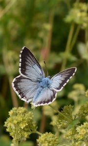 Preview wallpaper butterfly, insect, plant, stems, macro