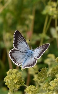 Preview wallpaper butterfly, insect, plant, stems, macro