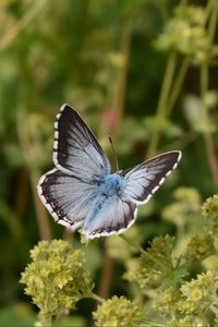 Preview wallpaper butterfly, insect, plant, stems, macro