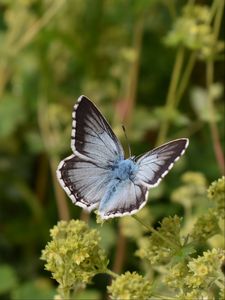 Preview wallpaper butterfly, insect, plant, stems, macro