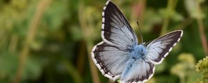 Preview wallpaper butterfly, insect, plant, stems, macro