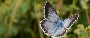 Preview wallpaper butterfly, insect, plant, stems, macro