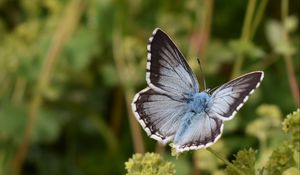 Preview wallpaper butterfly, insect, plant, stems, macro