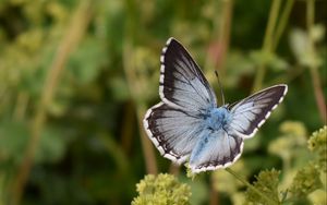 Preview wallpaper butterfly, insect, plant, stems, macro