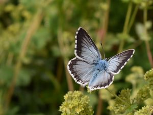 Preview wallpaper butterfly, insect, plant, stems, macro