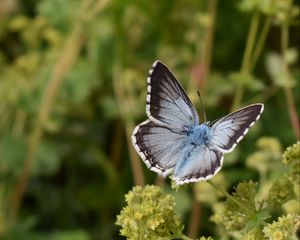 Preview wallpaper butterfly, insect, plant, stems, macro