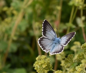 Preview wallpaper butterfly, insect, plant, stems, macro