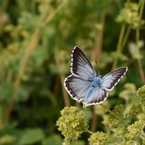 Preview wallpaper butterfly, insect, plant, stems, macro