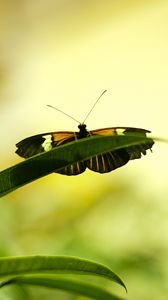 Preview wallpaper butterfly, insect, plant, leaf, macro, green