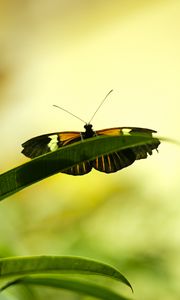 Preview wallpaper butterfly, insect, plant, leaf, macro, green