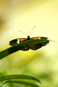 Preview wallpaper butterfly, insect, plant, leaf, macro, green