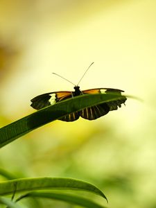 Preview wallpaper butterfly, insect, plant, leaf, macro, green