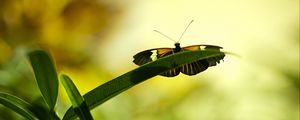 Preview wallpaper butterfly, insect, plant, leaf, macro, green