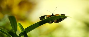 Preview wallpaper butterfly, insect, plant, leaf, macro, green