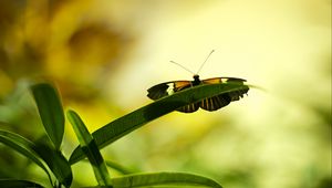 Preview wallpaper butterfly, insect, plant, leaf, macro, green