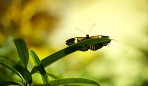 Preview wallpaper butterfly, insect, plant, leaf, macro, green