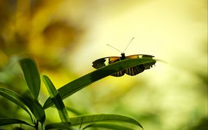 Preview wallpaper butterfly, insect, plant, leaf, macro, green