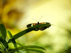 Preview wallpaper butterfly, insect, plant, leaf, macro, green