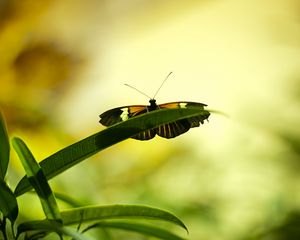 Preview wallpaper butterfly, insect, plant, leaf, macro, green