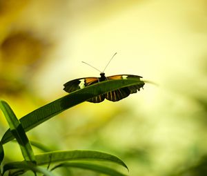 Preview wallpaper butterfly, insect, plant, leaf, macro, green