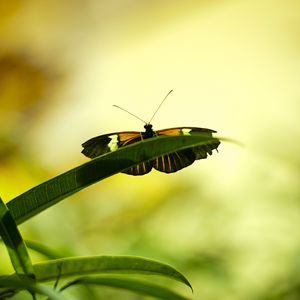 Preview wallpaper butterfly, insect, plant, leaf, macro, green