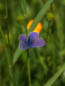 Preview wallpaper butterfly, insect, plant, stem, macro
