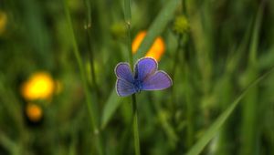 Preview wallpaper butterfly, insect, plant, stem, macro