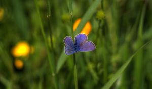 Preview wallpaper butterfly, insect, plant, stem, macro