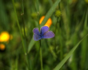 Preview wallpaper butterfly, insect, plant, stem, macro