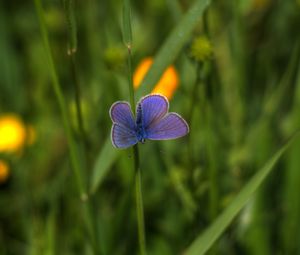 Preview wallpaper butterfly, insect, plant, stem, macro