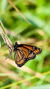 Preview wallpaper butterfly, insect, plant, macro, green