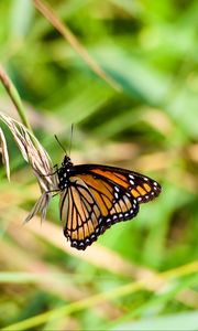 Preview wallpaper butterfly, insect, plant, macro, green