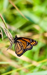 Preview wallpaper butterfly, insect, plant, macro, green