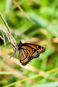 Preview wallpaper butterfly, insect, plant, macro, green