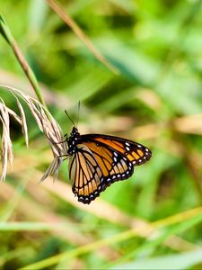 Preview wallpaper butterfly, insect, plant, macro, green