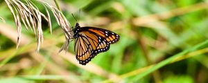 Preview wallpaper butterfly, insect, plant, macro, green