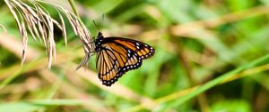 Preview wallpaper butterfly, insect, plant, macro, green