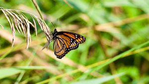 Preview wallpaper butterfly, insect, plant, macro, green