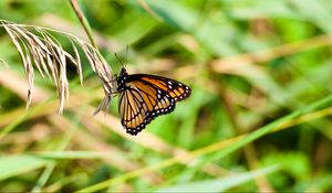 Preview wallpaper butterfly, insect, plant, macro, green