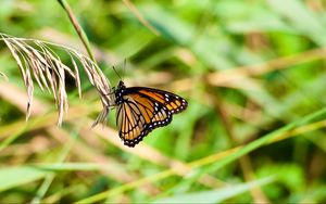 Preview wallpaper butterfly, insect, plant, macro, green