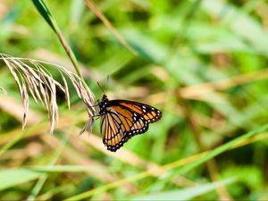 Preview wallpaper butterfly, insect, plant, macro, green