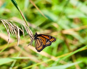 Preview wallpaper butterfly, insect, plant, macro, green