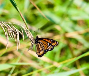 Preview wallpaper butterfly, insect, plant, macro, green